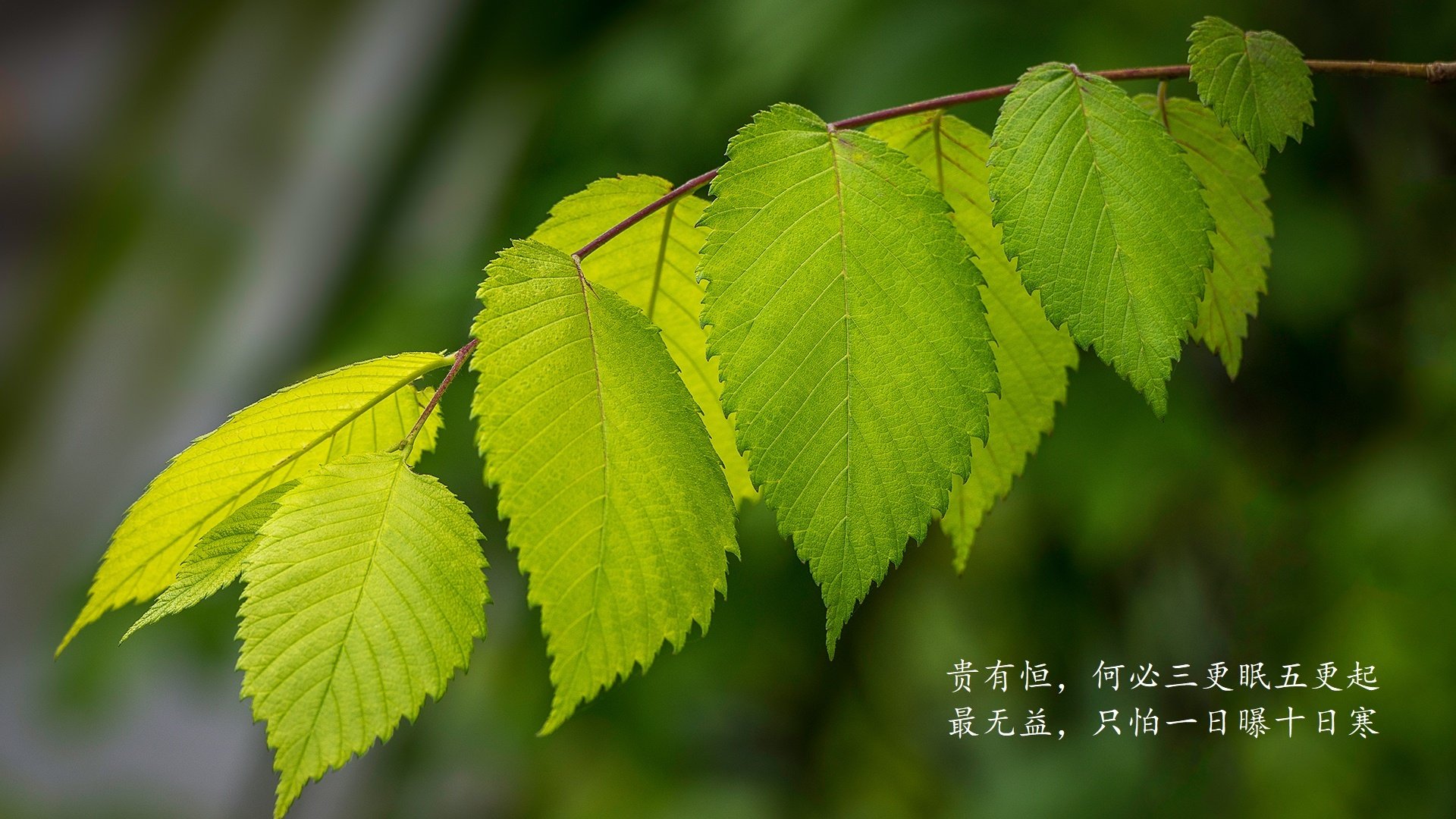 西甲门神神级扑救，精彩演绎逆境中的守护神，意甲门神