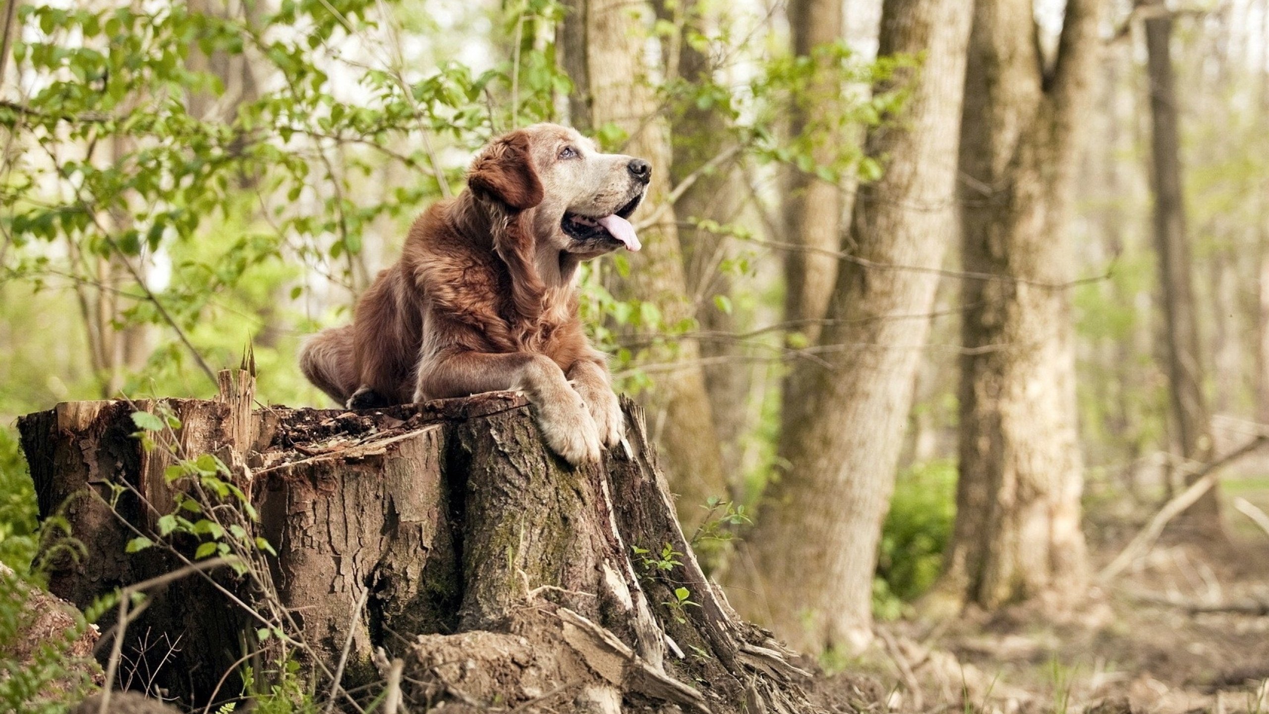 九游APP官网-切尔西球员个人技术全面，球队战术多样，切尔西球员大全