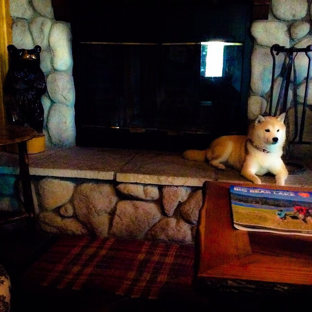 北京鸭本土球员逐渐挑起进攻重担,北京鸭男篮新logo