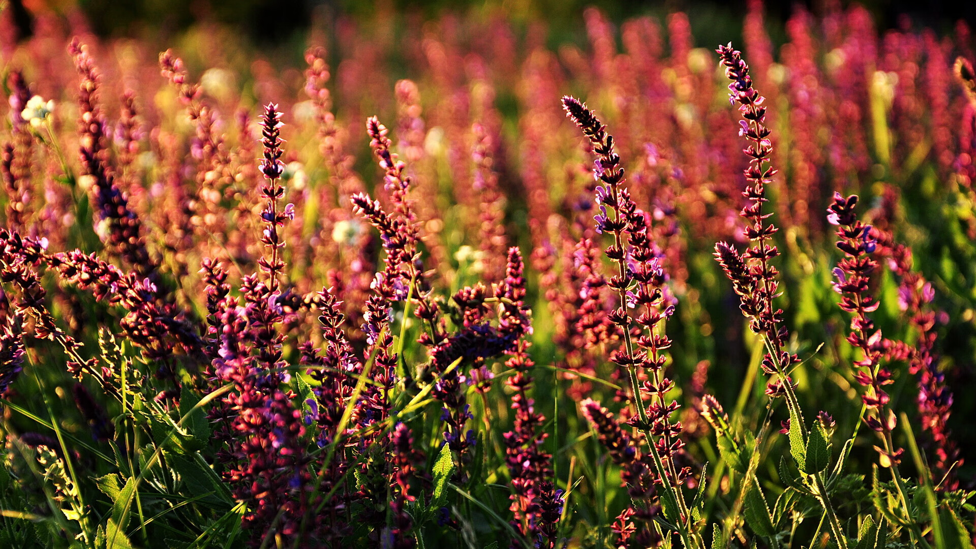 九游官网pc-青少年铁人三项公开赛设立家庭接力赛，铁人三项青少年组的具体年龄