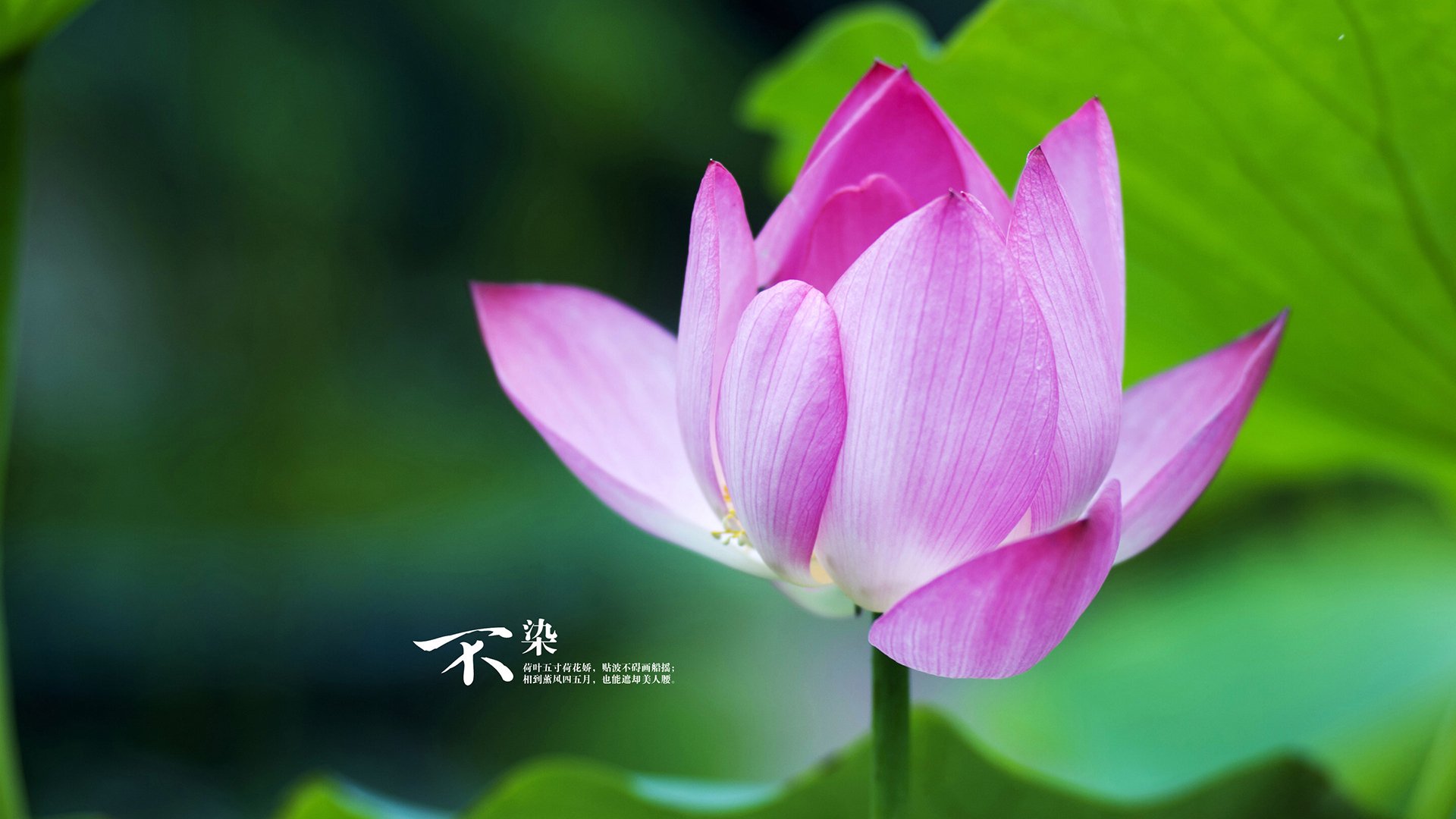 九游娱乐官网 (JIUYOU)-50米蛙泳战况激烈 普里戈达稳定冲线，里约男子50米蛙泳决赛