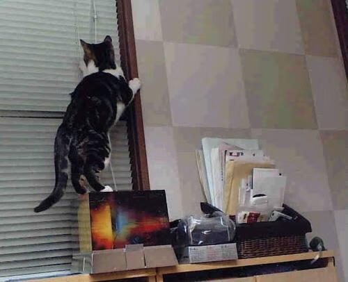 “马丁·高尔西：防守专家的崛起，阿根廷美洲狮队的未来领袖”