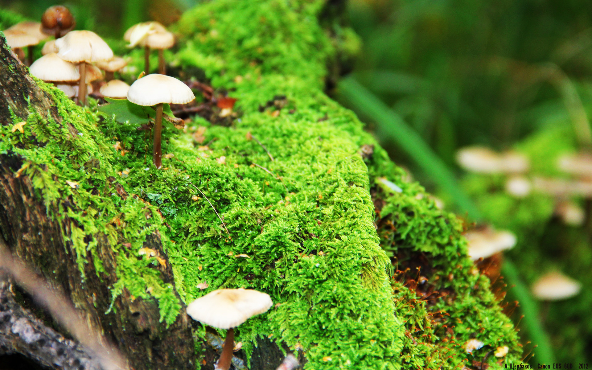 九游电脑版-国王客场作战成功打出防守强度，国王防守怎么样