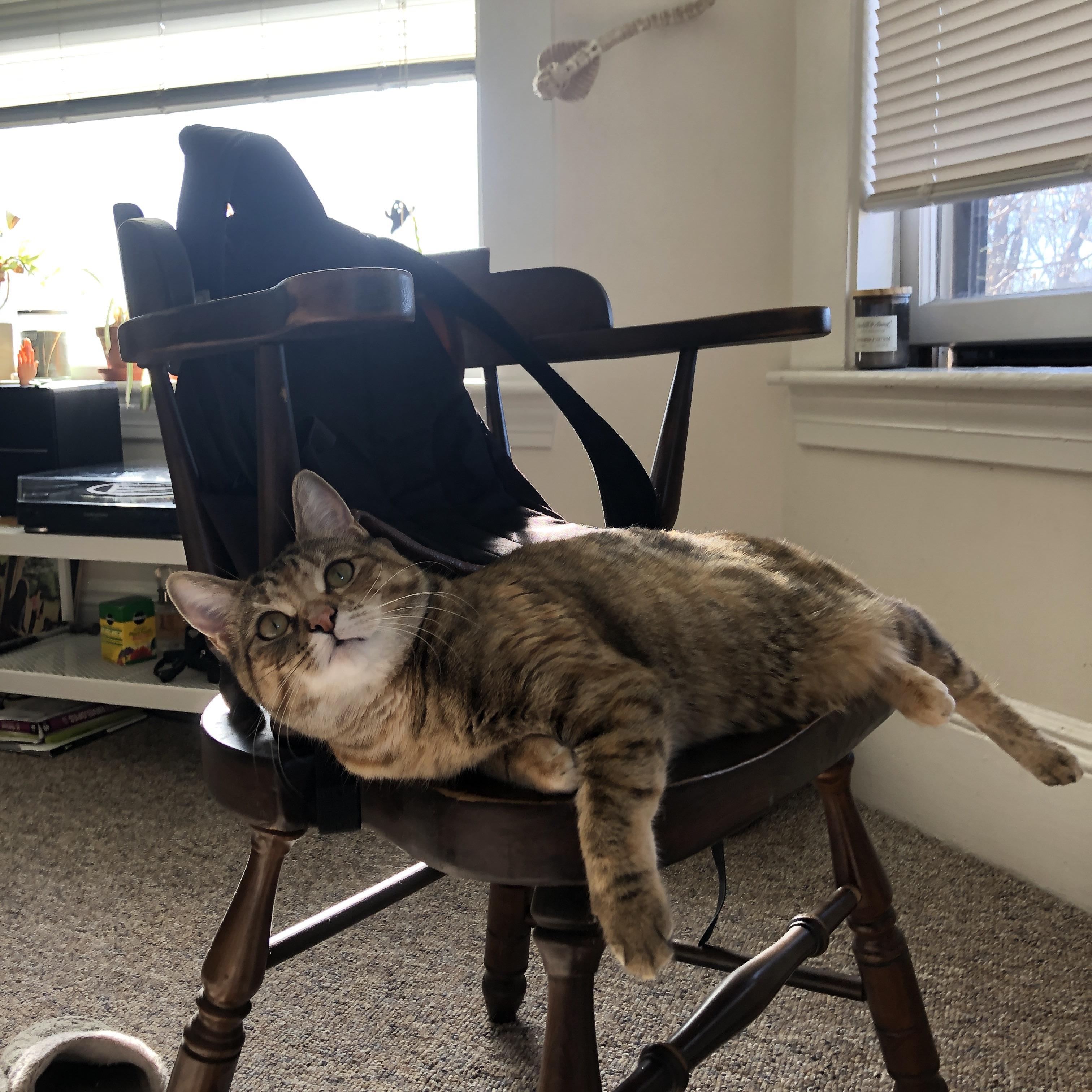 女子篮球联赛精彩瞬间 年轻球员崛起,女子篮球 帅