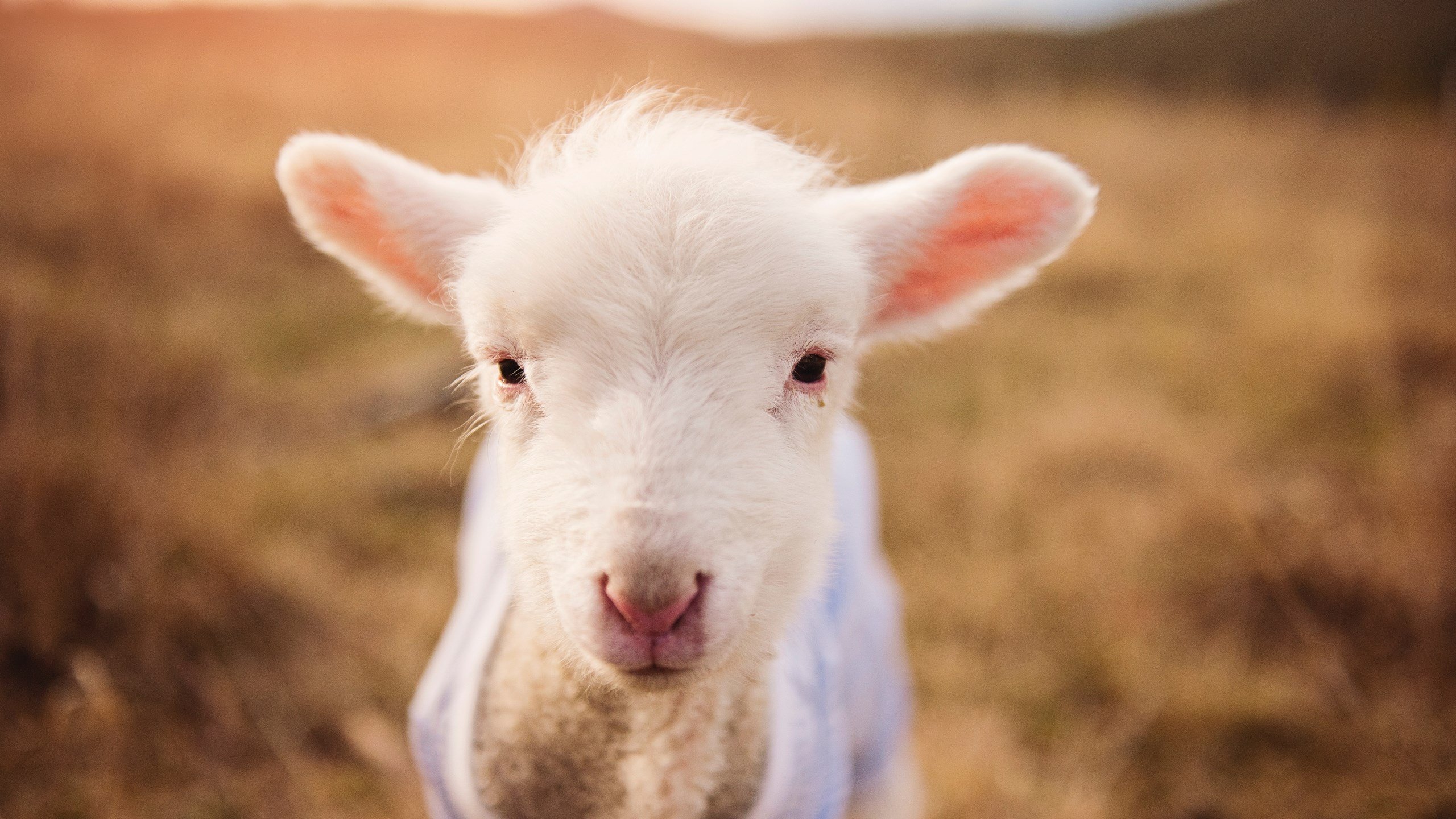 弗朗索瓦·霍尔茨豪伊泽：南非队的背后大师，迅速调整战术应对挑战