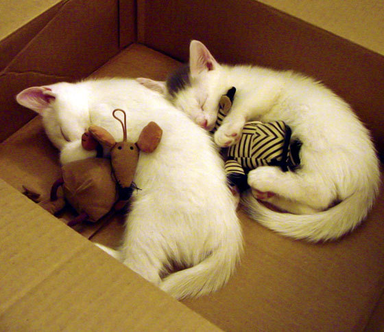 -张伟丽鼓励更多女孩尝试格斗运动，张伟丽的格斗视频