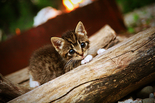 九游登录入口-德甲的智慧场馆建设经验