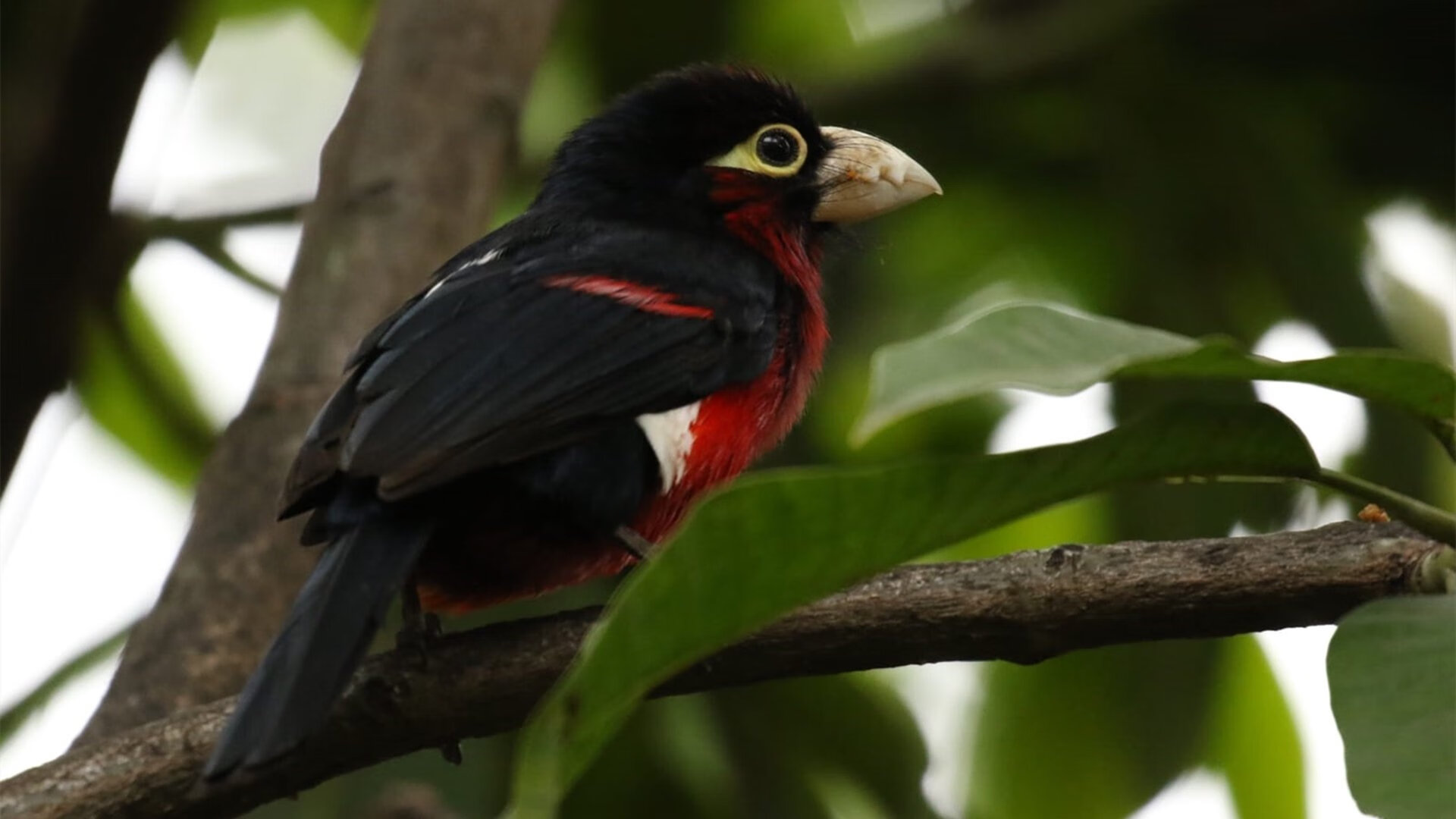 九游sports-波兰蝶泳名将赫梅列夫斯基稳健出击，波兰蝶泳名将赫梅列夫斯基稳健出击