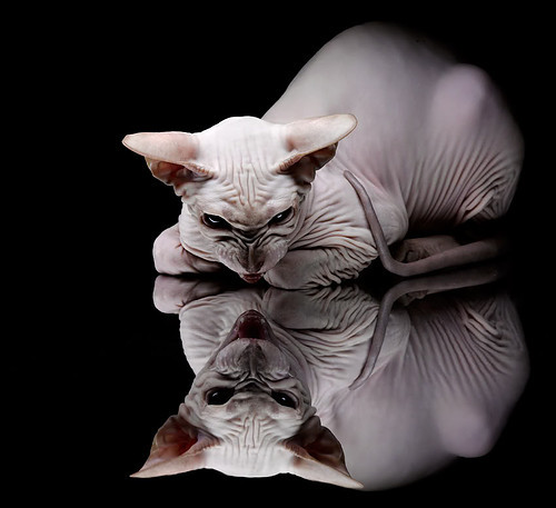 自由泳冲刺希腊新纪录诞生,自由泳spl