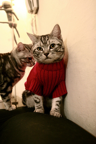 JIU YOU GAME-苏格兰橄榄球赛场上的惊喜：新秀球员引领未来，苏格兰橄榄球联赛