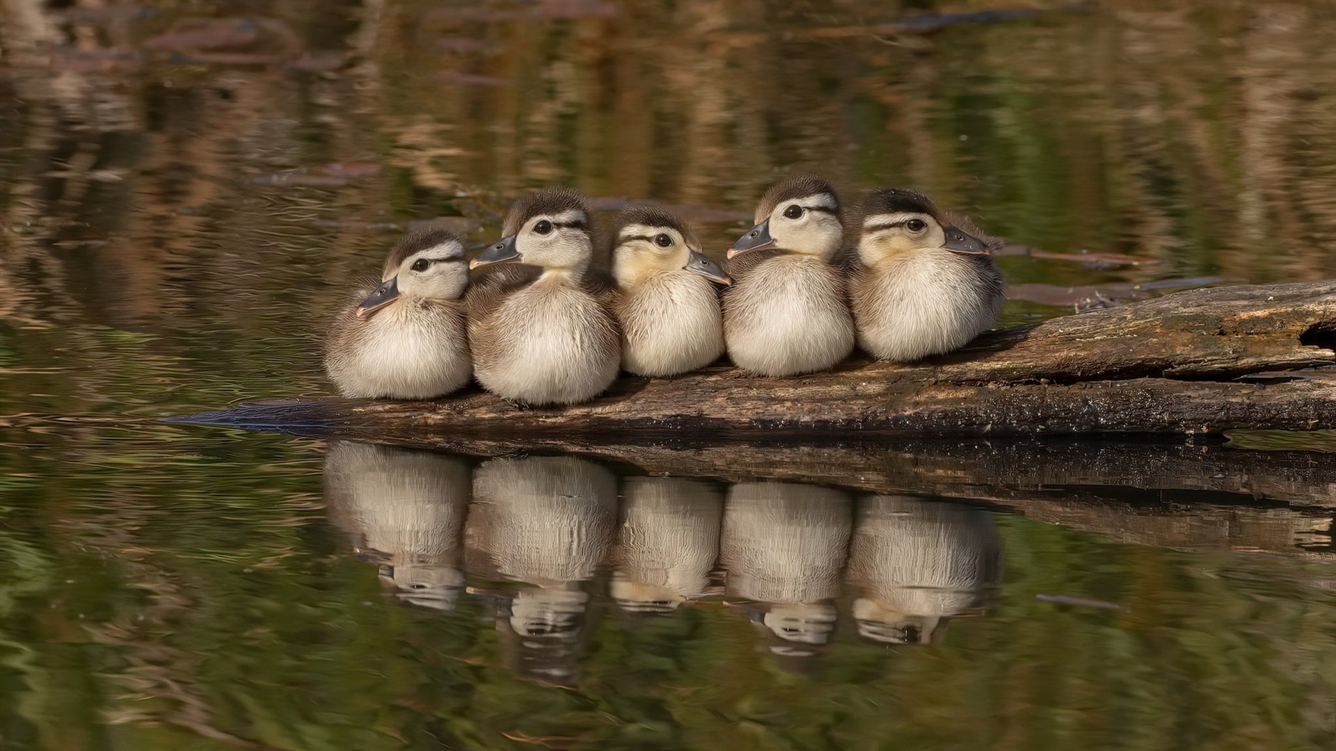 赞比亚男篮在非洲预赛中奋勇争先，迈向奥运舞台，赞比亚球队